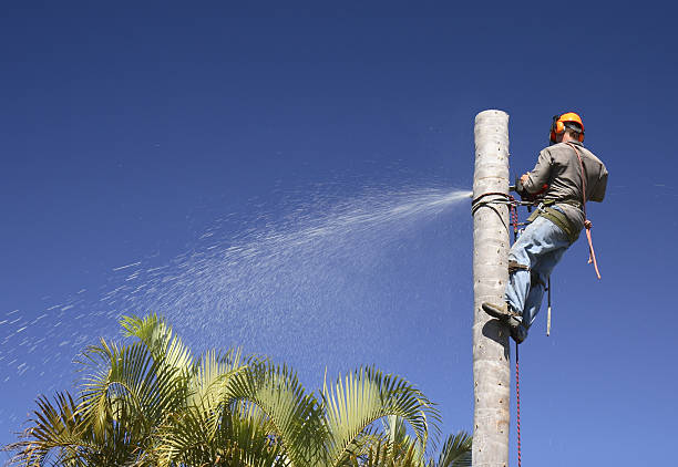 Best Palm Tree Trimming  in Clinton, WA