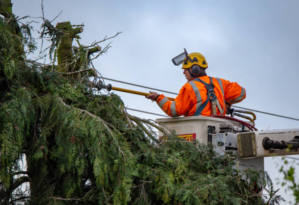 Best Tree Mulching  in Clinton, WA