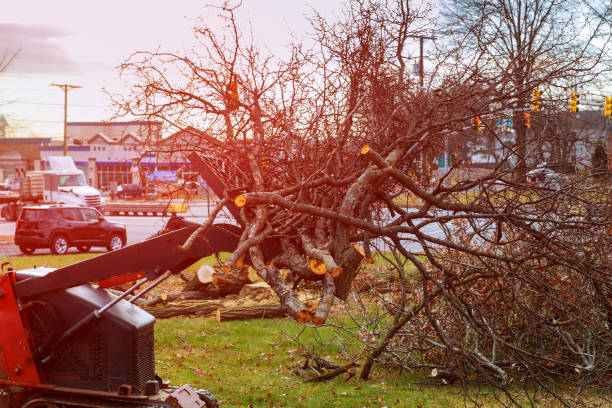 Best Tree Trimming and Pruning  in Clinton, WA