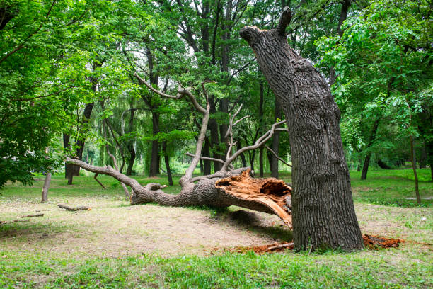 Trusted Clinton, WA Tree Care Experts