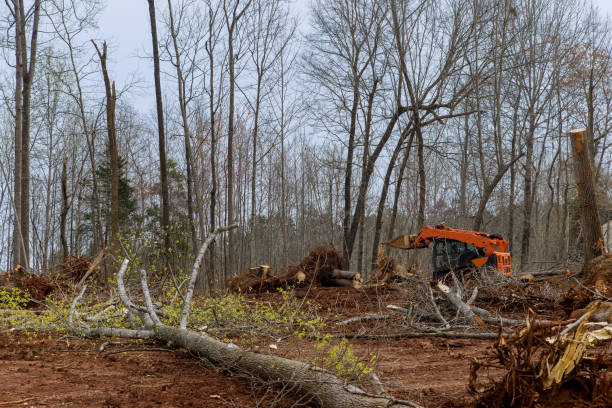 How Our Tree Care Process Works  in  Clinton, WA
