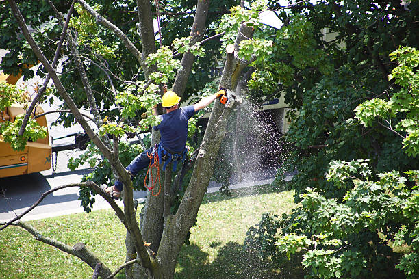 Lawn Maintenance Plans in Clinton, WA