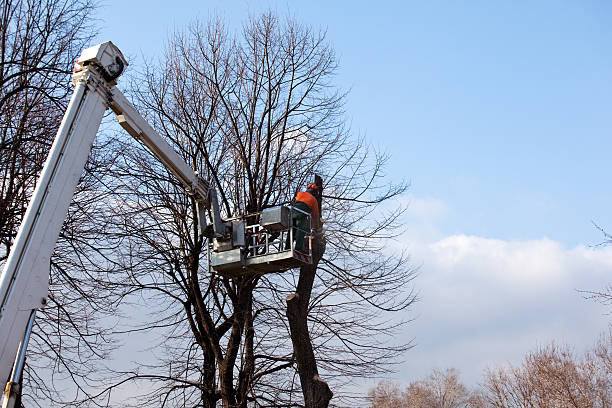 Best Root Management and Removal  in Clinton, WA